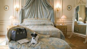 Dog-Friendly Motels in Orlando