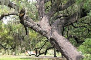 Big Tree Park